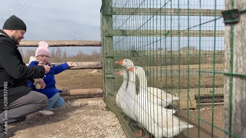 Curious child watching and learning about domestic birds behind a wire fence at an educational organic farming eco park.