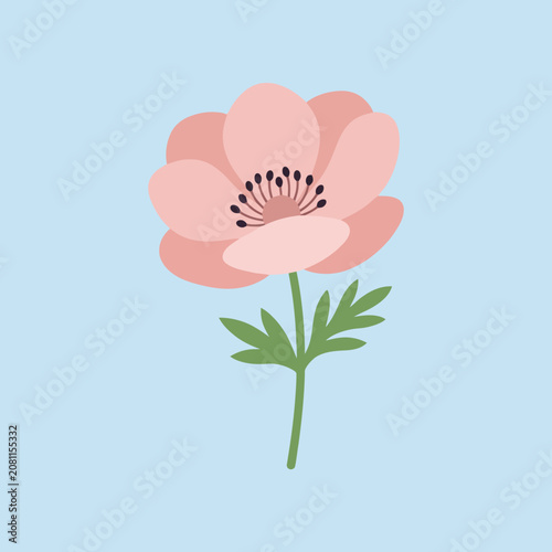 A pink anemone flower illustration on a blue background