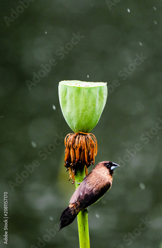 Fotografía Close-up of a white-bellied finch holding a lotus seedpod in the rainy season
