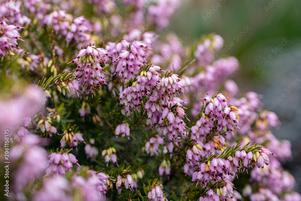 Obraz premium Bright pink bloom of Erica carnea (winter heath, also called spring heath or alpine heath), bell-shaped tiny flowers in the branches with needle-like leaves. Decorative shrub in early spring in the pa