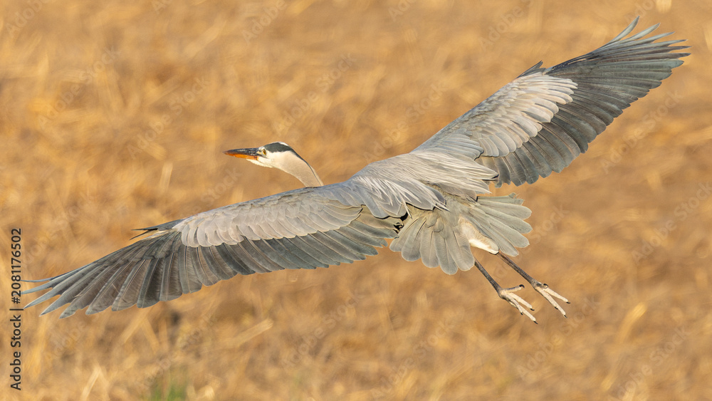 Obraz premium Very close view of a great blue heron flying, seen in the wild in North California