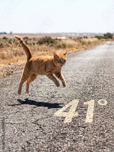 Orange Cat Leaping off Burning Hot Asphalt Road Stenciled with 41 Degrees Sign during Extreme Heatwave