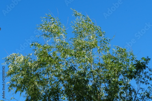 green leaves against blue sky