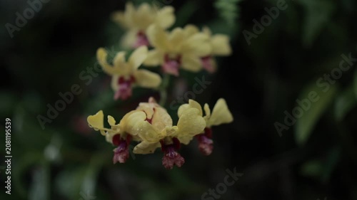 pink and yellow flower