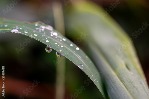 Three Water Droplets Hanging From the Edge of a Green Leaf