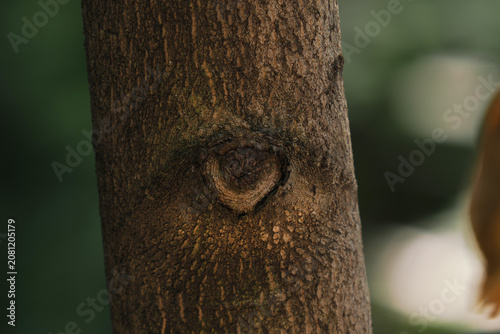 Fotografía An interesting eye pattern on the tree trunk.