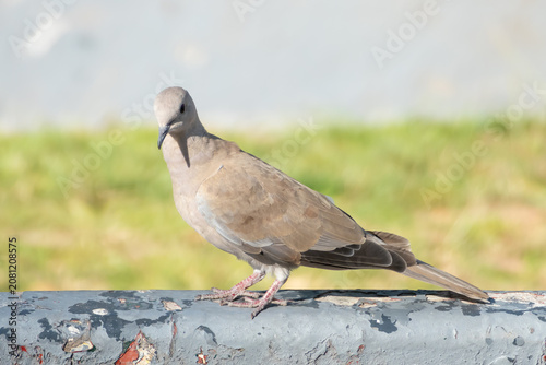 Turkish dove pigeon bird of the species 