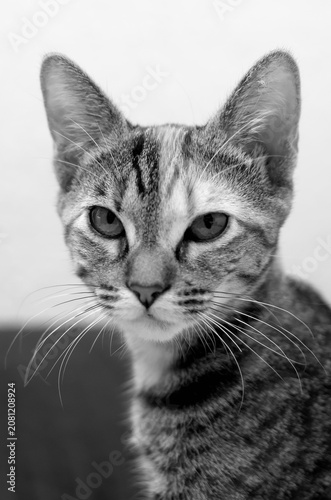 Black and white portrait of a cute tabby kitten looking at camera close up