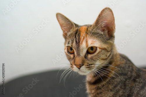 Cute tricolor tabby kitten portrait with clear background and generous copy space