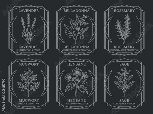 Set of mystical apothecary herb labels with botanical line art for witchcraft and esoteric designs.