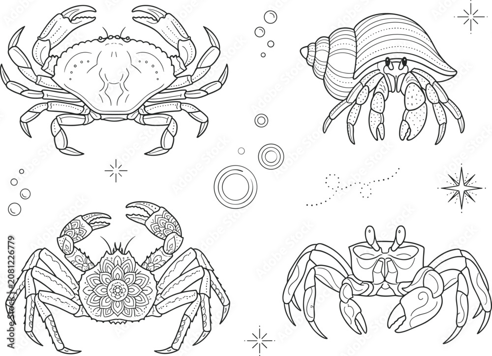 Obraz premium Marine crab and hermit shell icon set with detailed ocean wildlife vector elements