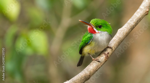 Foto The Vibrant Tody- Puerto Rican Tody
