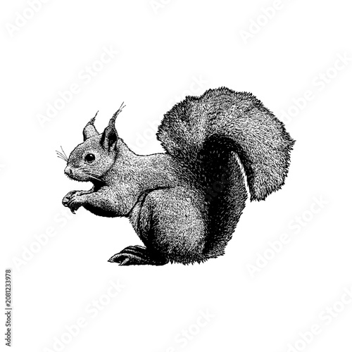 Hand-drawn vector illustration of a fox squirrel (Sciurus niger), detailed vintage engraving style on a white background.