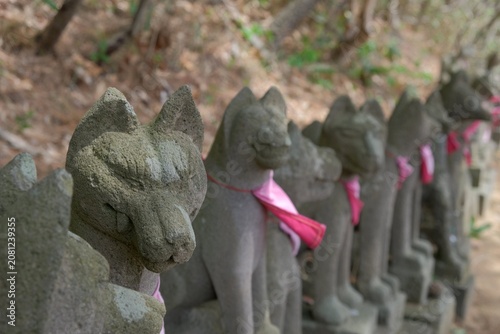 高山稲荷神社に鎮座する多くのお狐様の姿