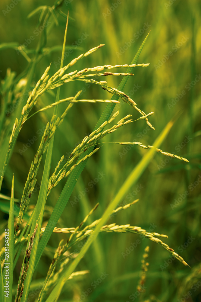 Fototapeta premium Lush green rice stalks growing in a paddy field. Concept of agriculture, organic food production, and natural farming.