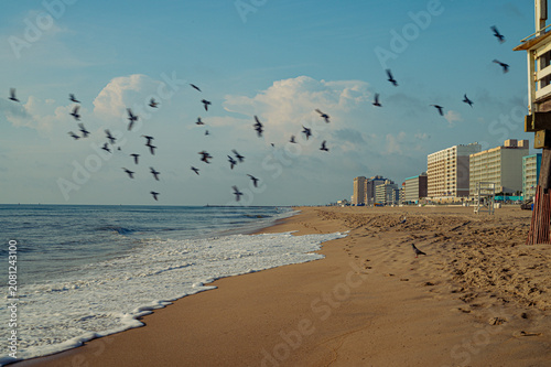 Photography Birds flying over Virginia Beach oceanfront