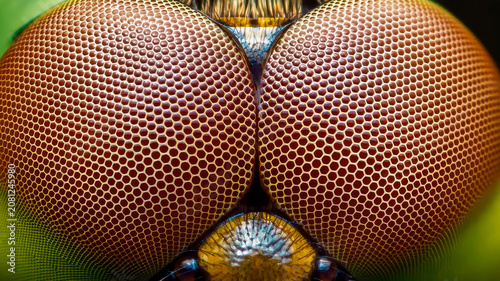 Close up view of vibrant dragonfly compound eyes with hexagonal facets