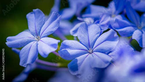 Fotografía Plumbago auriculata flowers blooming vibrant blue petals