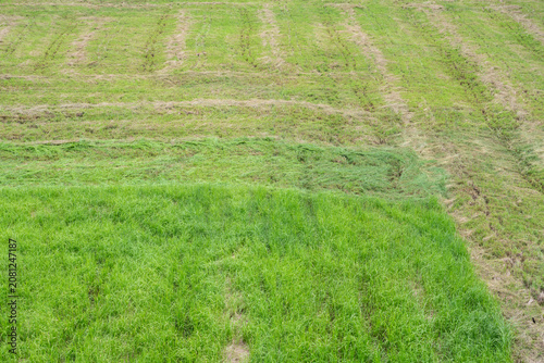 Canvastavla Migrant workers carry lawnmowers to mow grass in the fields.