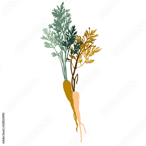 Flat illustration of carrot with green leaves