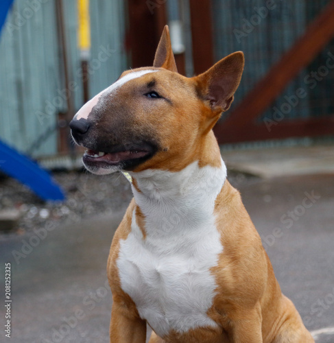Natural outdoor portrait of a red and white mini bull terrier