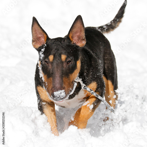 A mini bull terrier enjoys a fun day playing in the snow