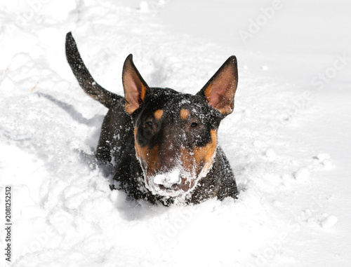 Miniature bull terrier with snow all over his face
