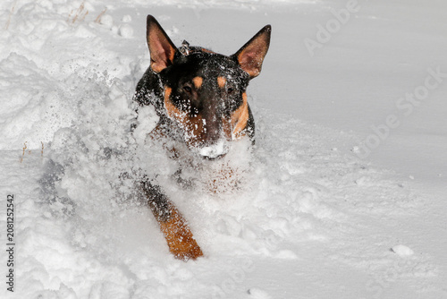 Black and tan mini bull terrier romping in the snow