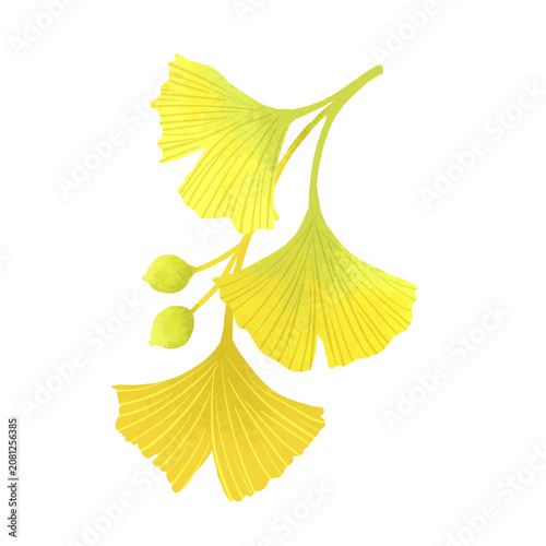 Cuadro en lienzo Yellow Ginkgo Branch with Leaves and Seeds Illustration