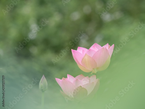 美しい桃色の蓮の花