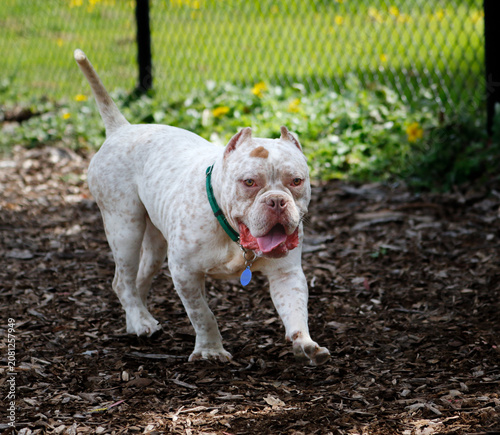 A white and freckled pitbull dog playing in a yard