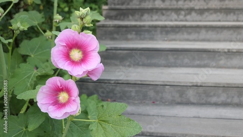 Canvastavla Pink Hollyhock Flowers Beside Outdoor Stone Steps