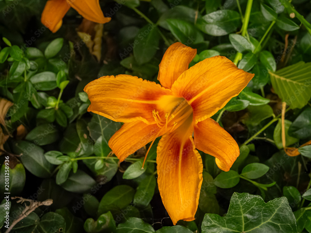 Fototapeta premium Vibrant orange daylily flower Hemerocallis fulva blooming amidst lush green ivy foliage in a garden macro close up view