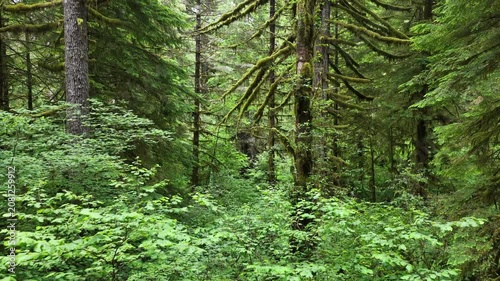 A lush, picturesque forest thrives in Oregon where large trees and rainfall are plentiful. The scenic Pacific Northwest is known for it vast expanses of forest, mountains, and rivers.