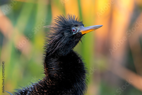 Foto Anhinga closeup in the wetlands