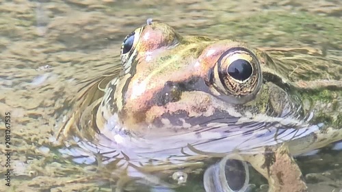 
Macro Half Body Close-up of Juvenile Bullfrog Submerged in Puddle.4k

