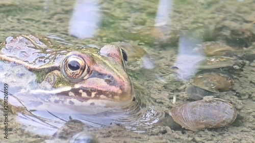 Left Side Profile View of Young Bullfrog Submerged in Pond, Macro Wildlife Shot.4k

