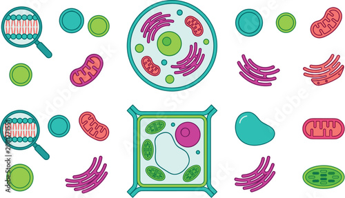 Fotografie Plant and Animal Cell Anatomy Icon Set Comparing Cellular Structures Organelles