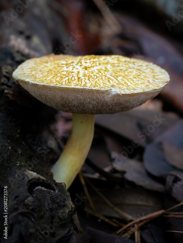 Bolete mushroom on the ground