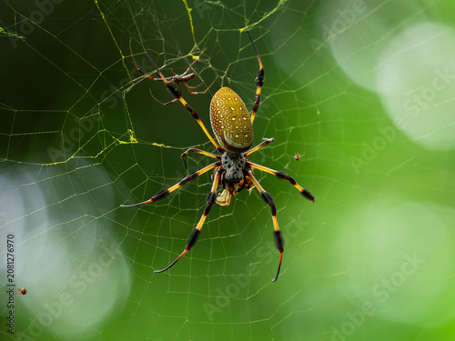 Fotografia Banana spider in web with offspring