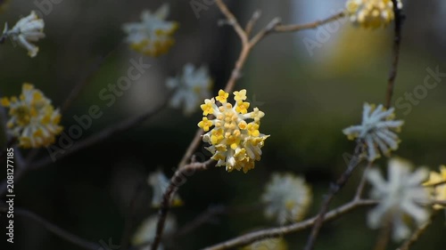 春風に揺れるミツマタの花