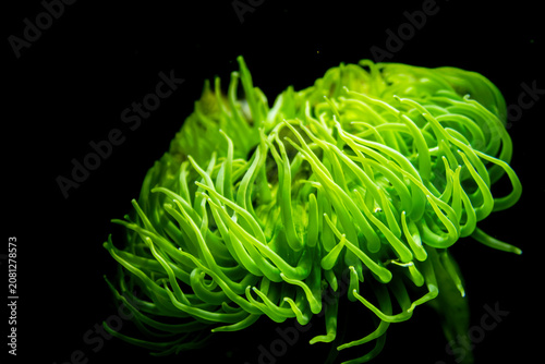 Giant green anemone sea organism in the aquarium tank.