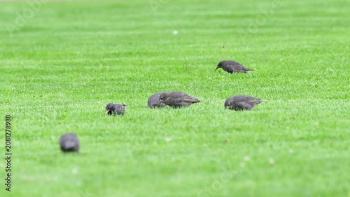 Group of European starlings (Sturnus vulgaris) chicks and adult bird parent feeding on grass lawn in park, juvenile starlings run after their parent begging for food, wild birds behavior in nature.