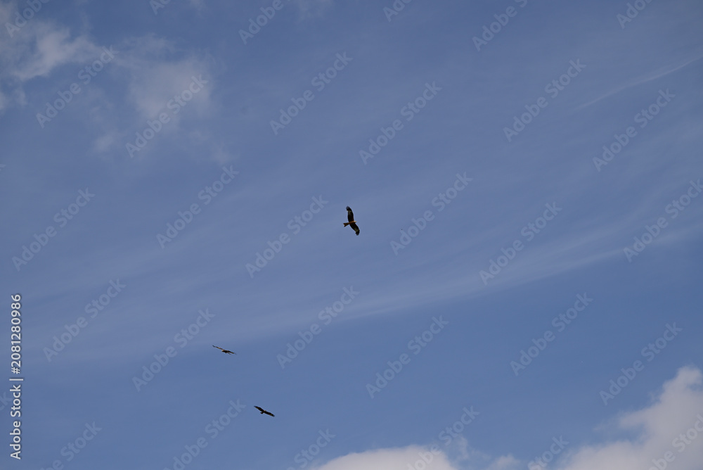 Obraz premium Three young red kite playing. Three juvenile Milvus milvus brawling up in the sky.