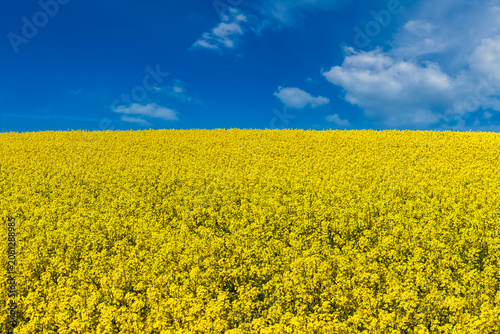Canvas Print A view of a blooming rapeseed field in May