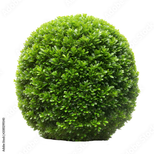 Green Grass Topiary Shrub Shrub Ball Cut-out