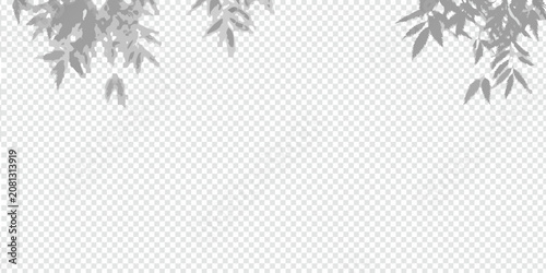 Photos soft shadows of plant leaves on transparent background shadow gray silhouette na
