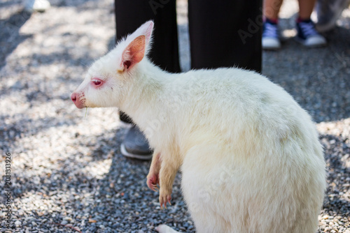 Принти на полотні Visitors get up close and feed the docile brown and albino kangaroos