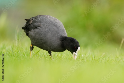 Photography A Eurasian coot (Fulica atra) looks for food in the grass