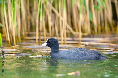 Photography A Eurasian coot (Fulica atra) swims in the water